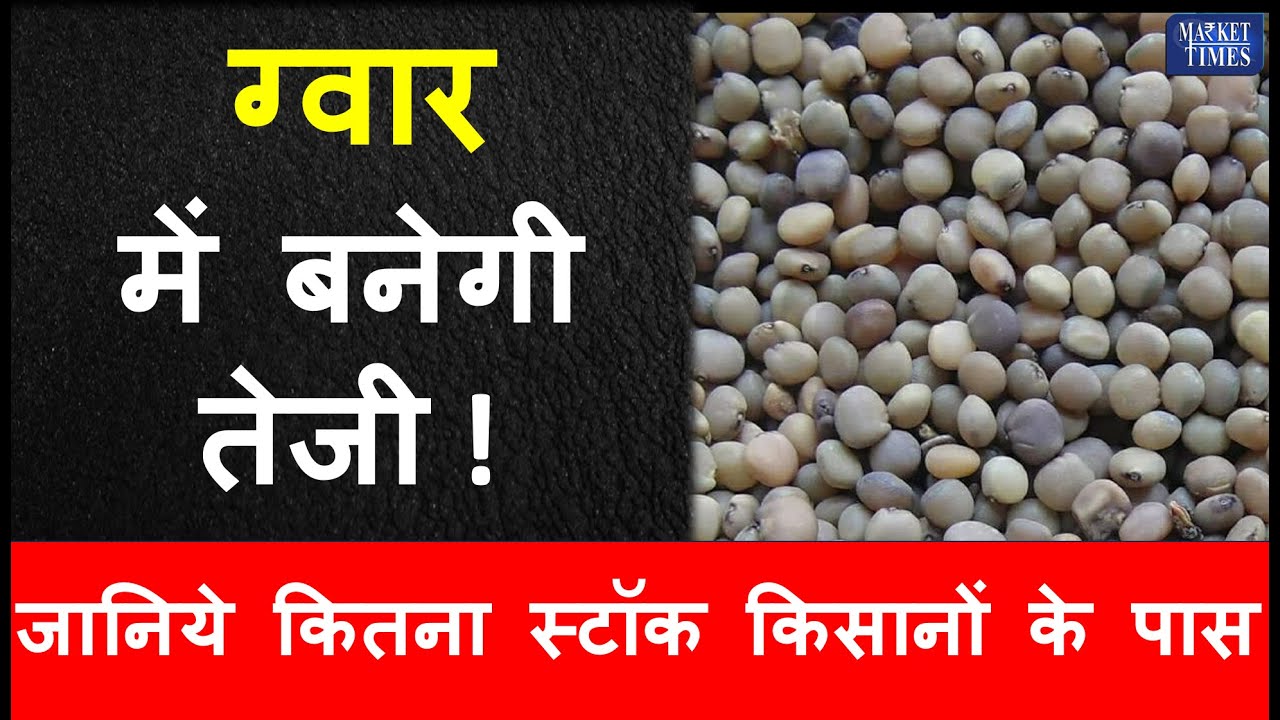 ग्वार में बनेगी तेजी -जानिये कितना स्टॉक किसानों के पास #guar #guarseed #guargum