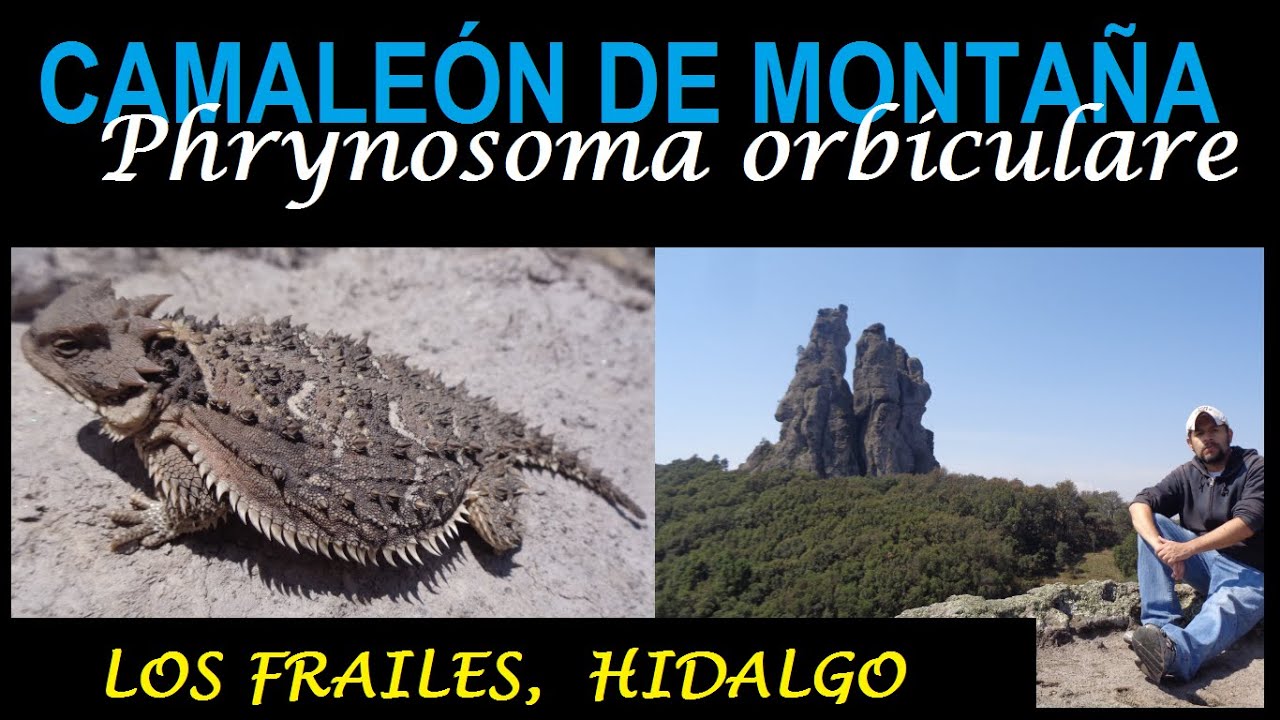 LOS FRAILES,  EL ARENAL HIDALGO, Reto: Phrynosoma orbiculare