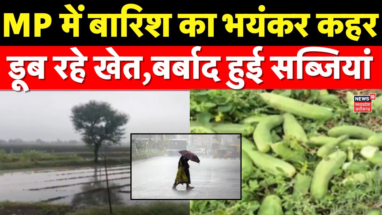 MP Weather Update : एमपी में बारिश का कहर, बर्बाद हो रही फसलें | IMD Alert | Rain | Weather News