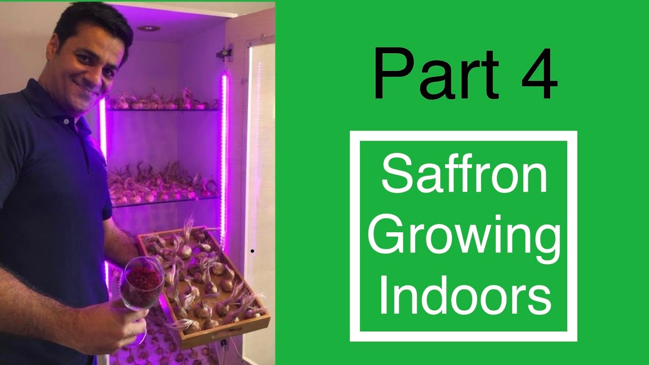 Necessary equipment for saffron growing indoors (Part 2)