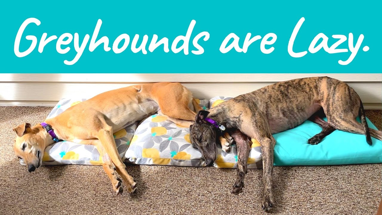How Lazy are Greyhounds? Two Dogs, Every Hour, for 12 Hours!