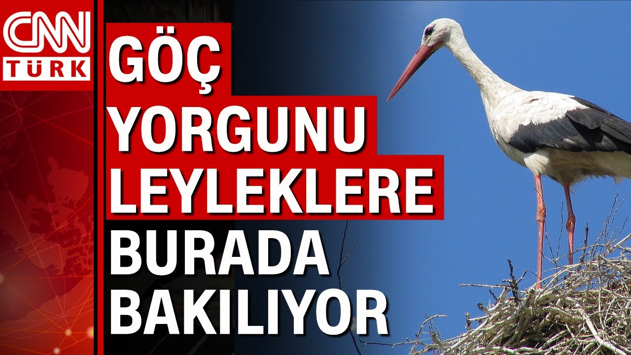 Hasta düşkün leylekler 'Düşkün Leylekler Evi'nde misafir ediliyor