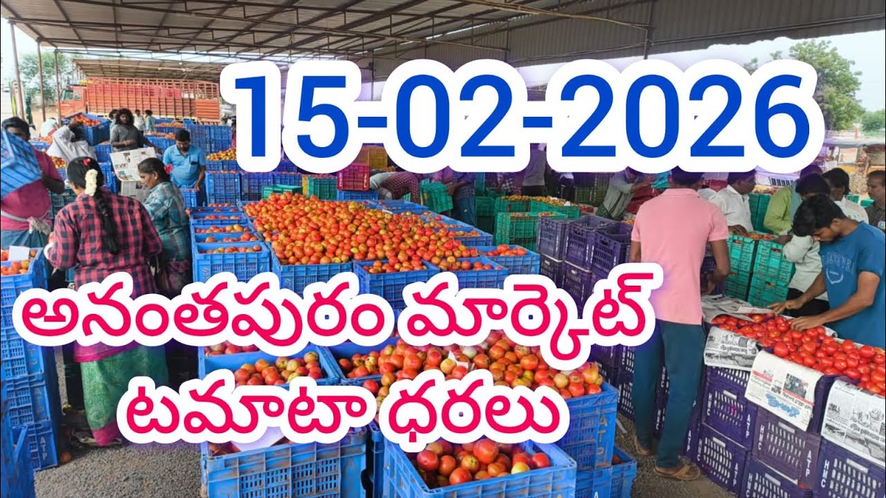 15-02-2026 today Anantapur tomato market rates #anantapur tomato market rates #todaytomatoprice