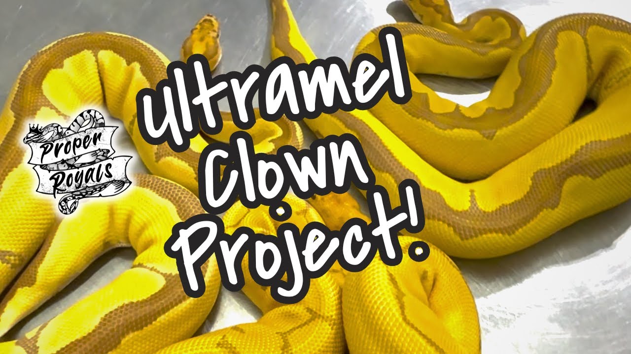 Ultramel Clown в 14 месяцев | Сохранение цвета и обновление информации о проекте для взрослых собак