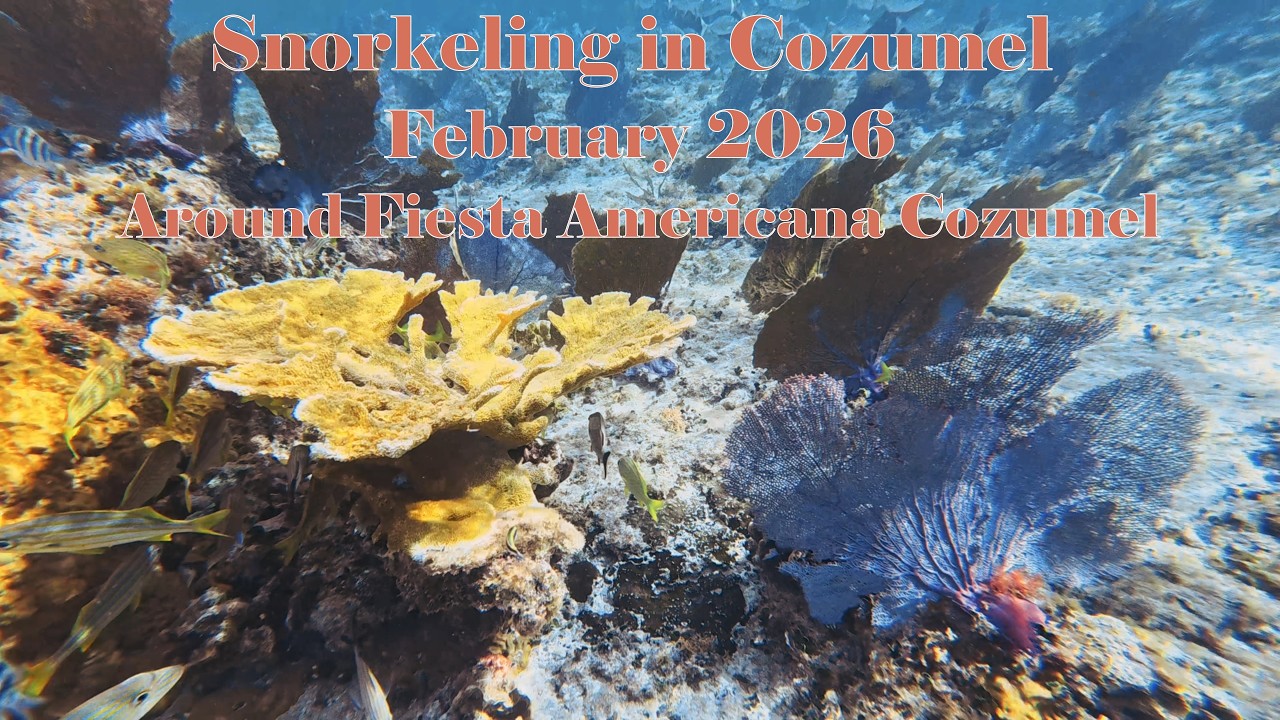 Snorkeling in Cozumel Feb 2026 - Around Fiesta Americana Cozumel