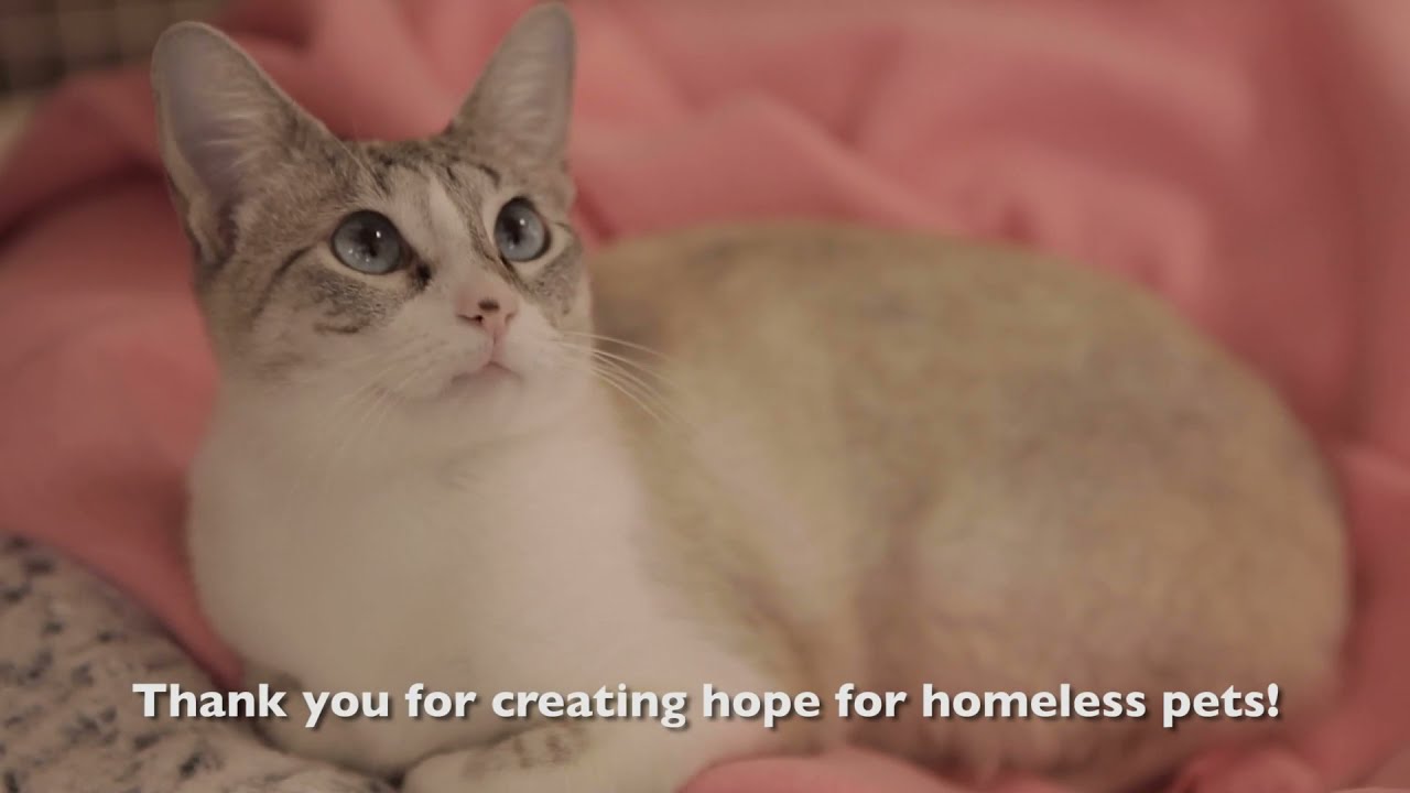 Tour our lifesaving shelter in Carrollton, TX | Operation Kindness