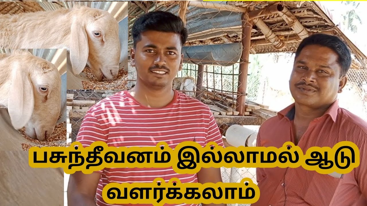 செம்மறி ஆடு வளர்ப்பு பண்ணை / செம்மறி கிடா வளர்ப்பு / semmari aadu kidai valarpu