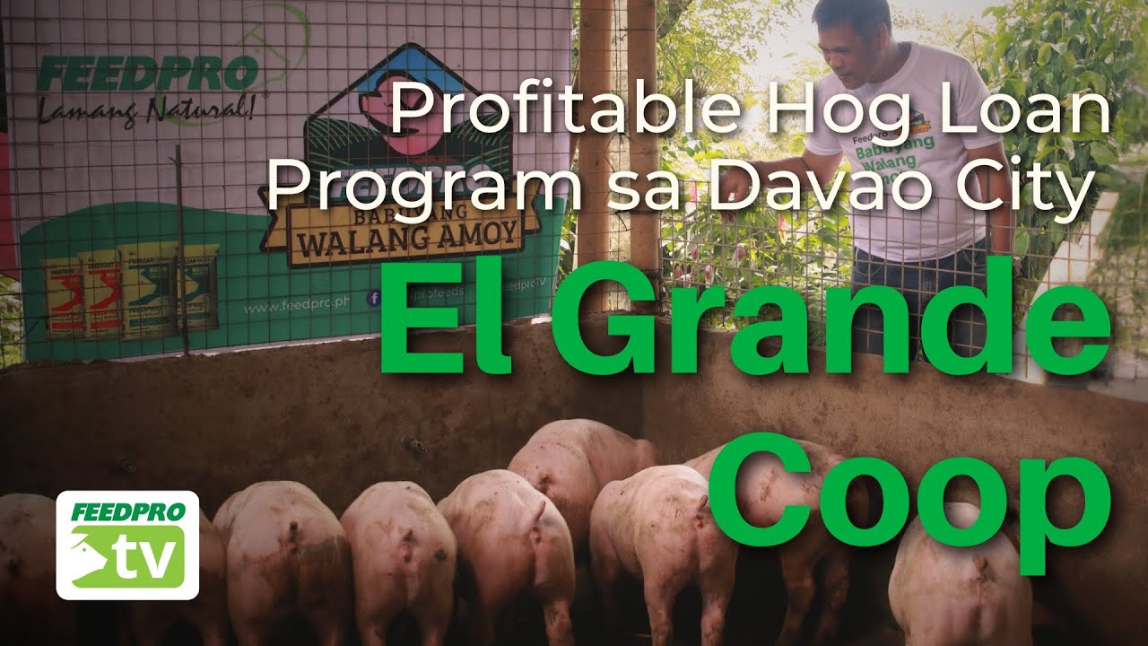 Profitable Hog Loan Program sa Davao City - El Grande Coop