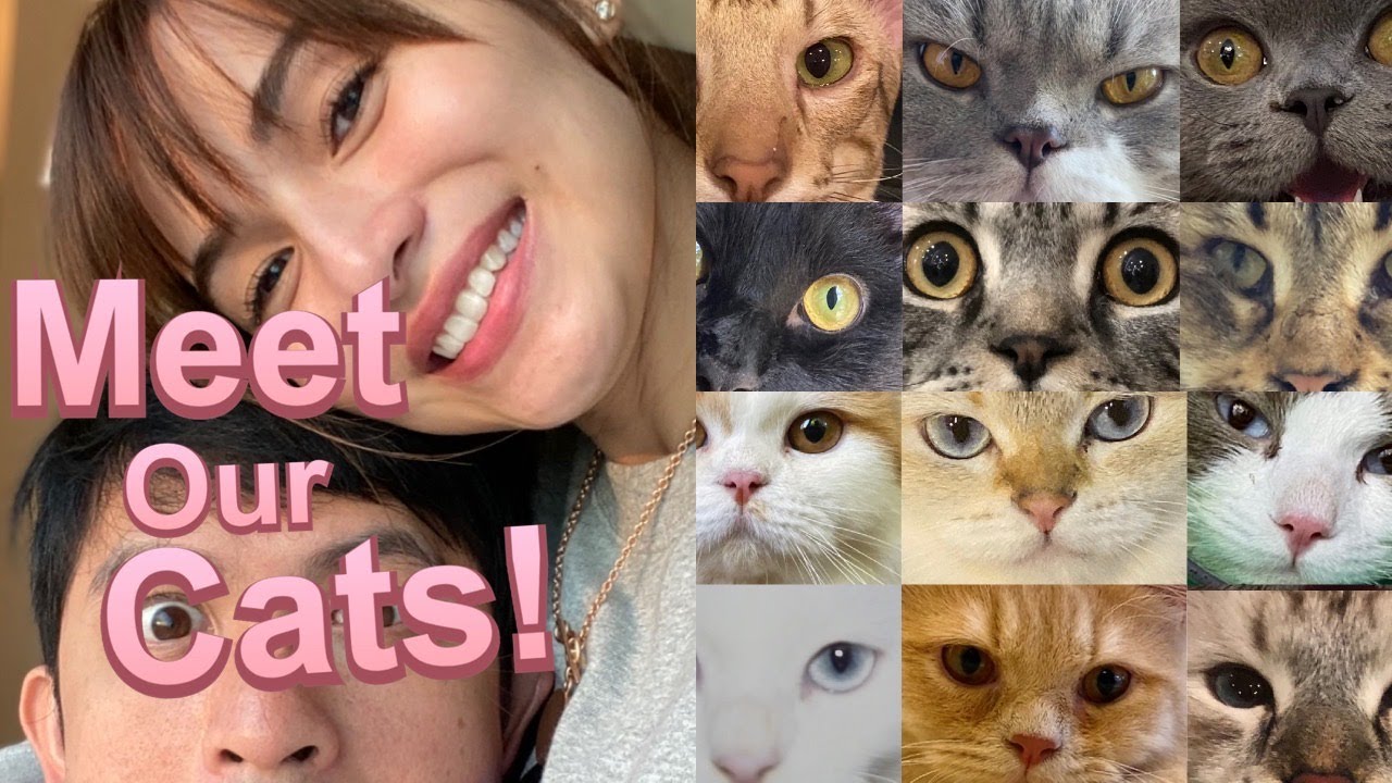 Meet Our Cats!