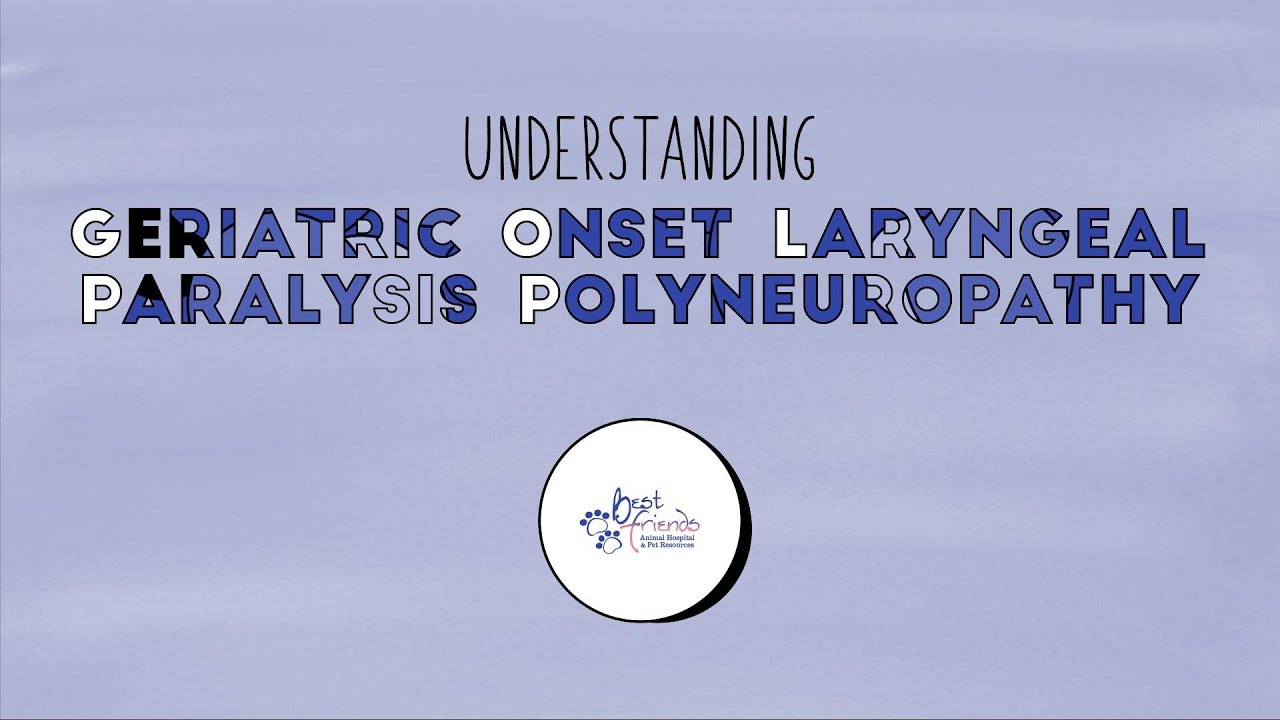 Laryngeal Paralysis GOLPP in Dogs Diagnosis Explained
