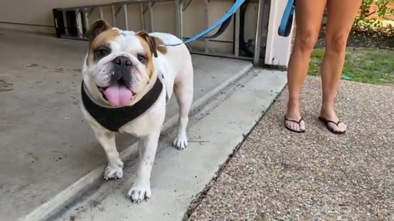 We adopted an English Bulldog, but had to return him to the rescue group after he bit my wife.