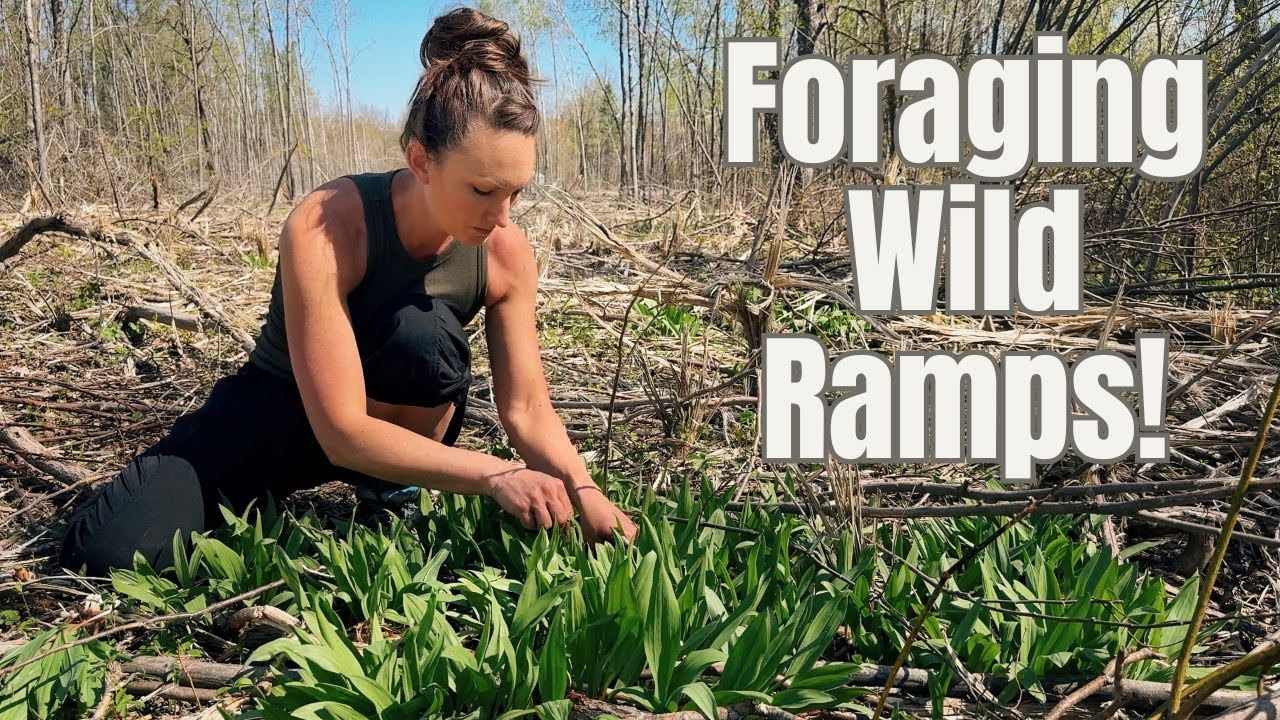 Foraging for Ramps (Wild Leeks) Sustainably | Wild Edibles!