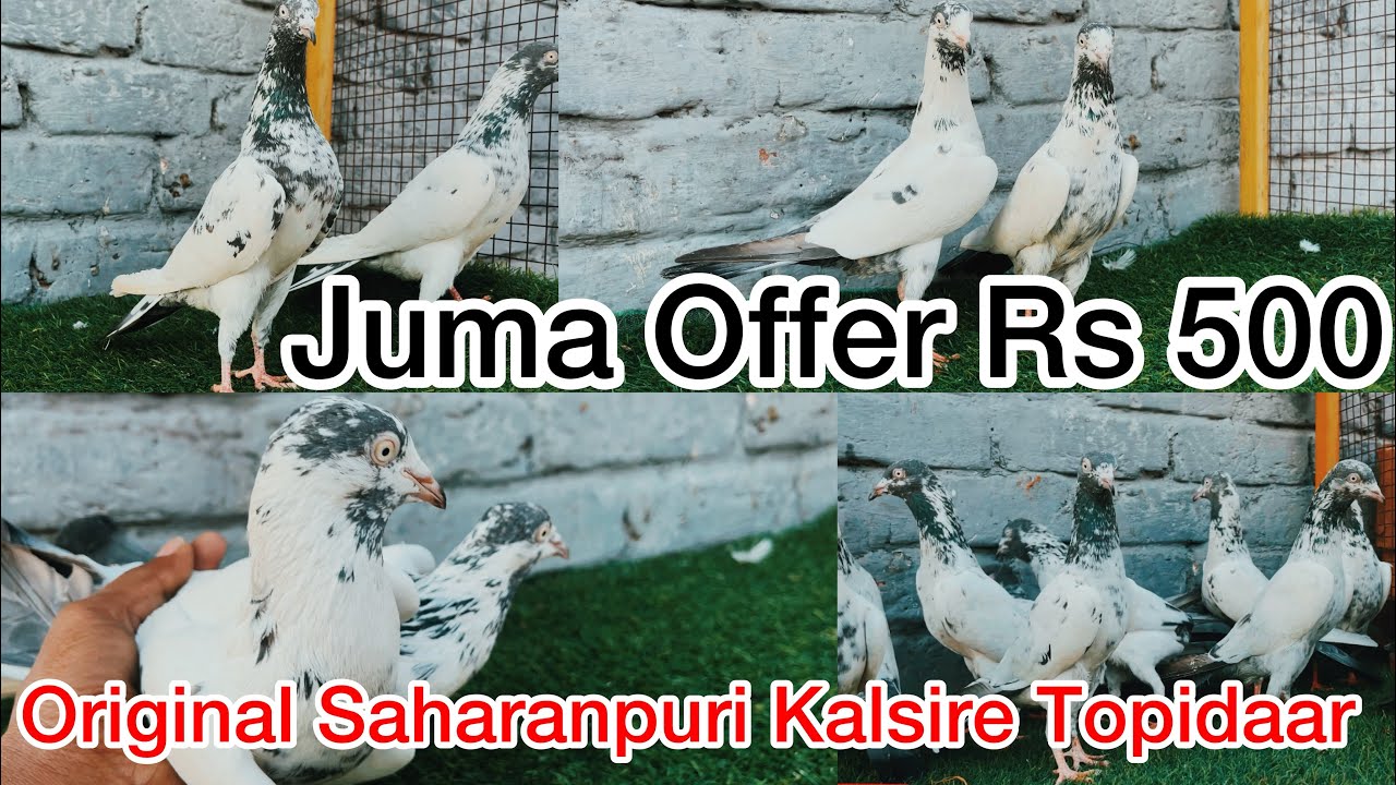 Juma Offer Rs 500 per pis ! Original Saharanpuri Kalsire Topidaar Zire Kabutar For Sale 7895507817