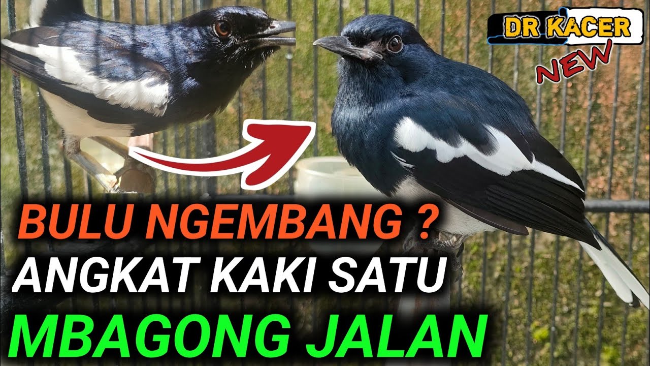 KACERMU NGEMBANGIN BULU? ANGKAT KAKI SATU? MBAGONG JALAN? KACER GAK GACOR ? DR KACER