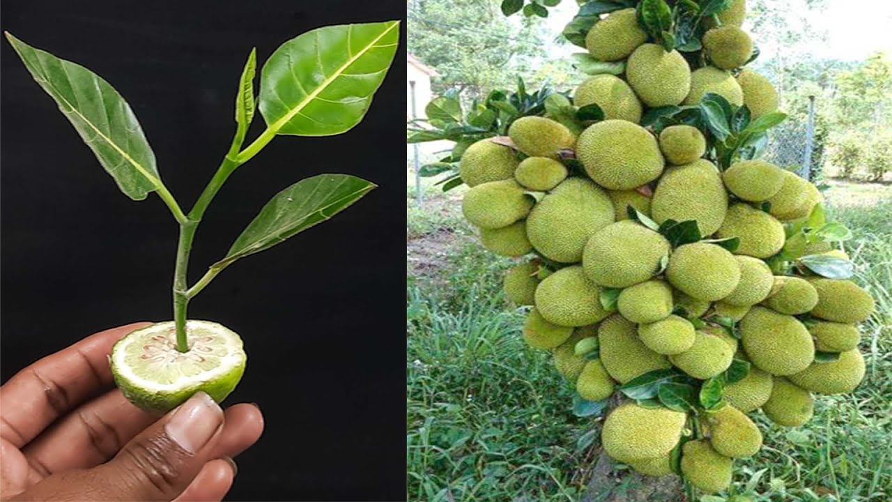 How To Grow Jackfruit Tree From Cutting Using A Lemon