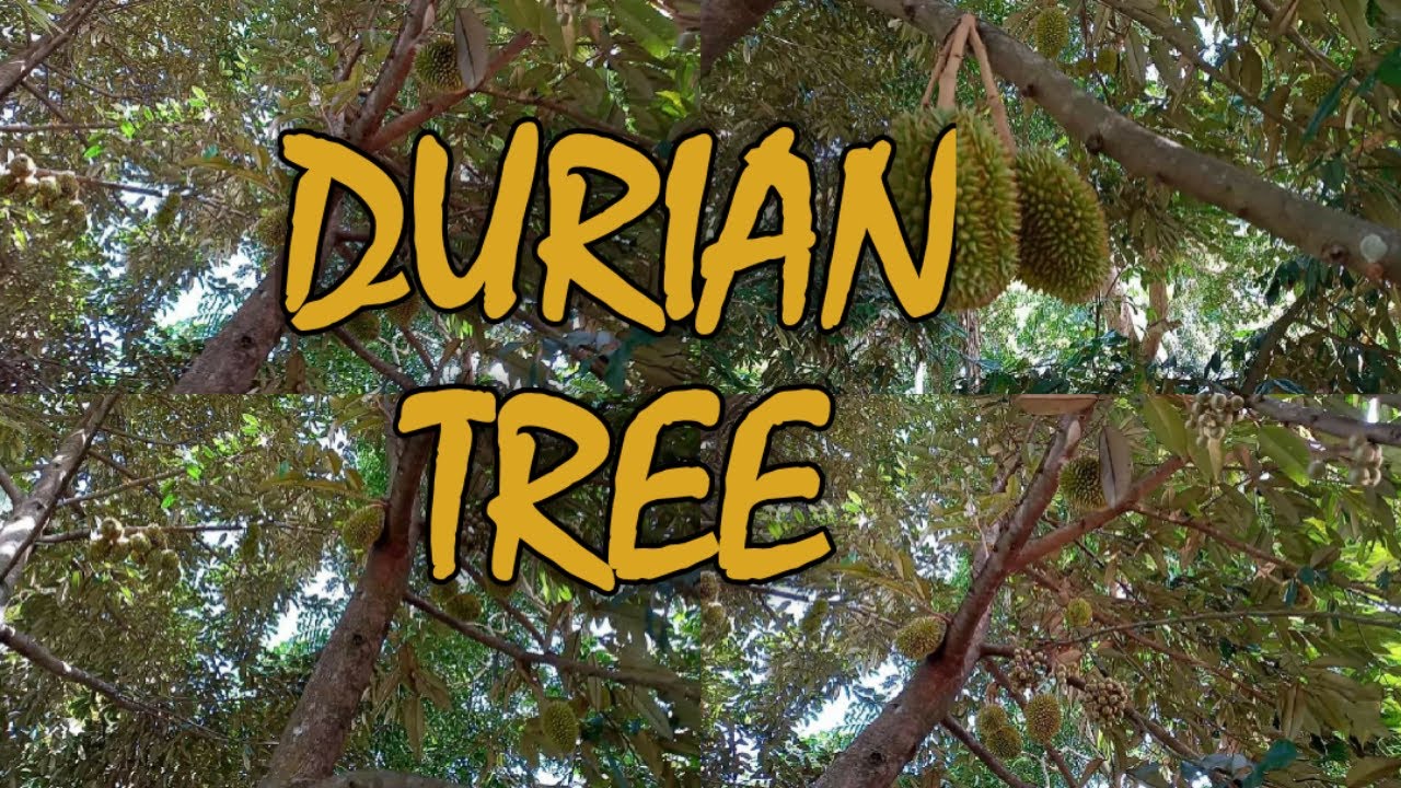 DURIAN FRUIT TREE||BIYAYA NG KALIKASAN||DURIAN TREE||PROVINCE LIFE IN THE PHILIPPINES