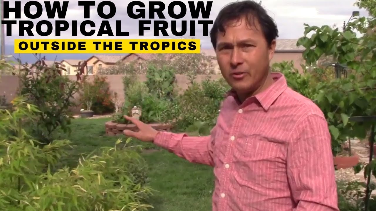 How to Grow Tropical Fruit Trees Outside the Tropics in Las Vegas or Anywhere