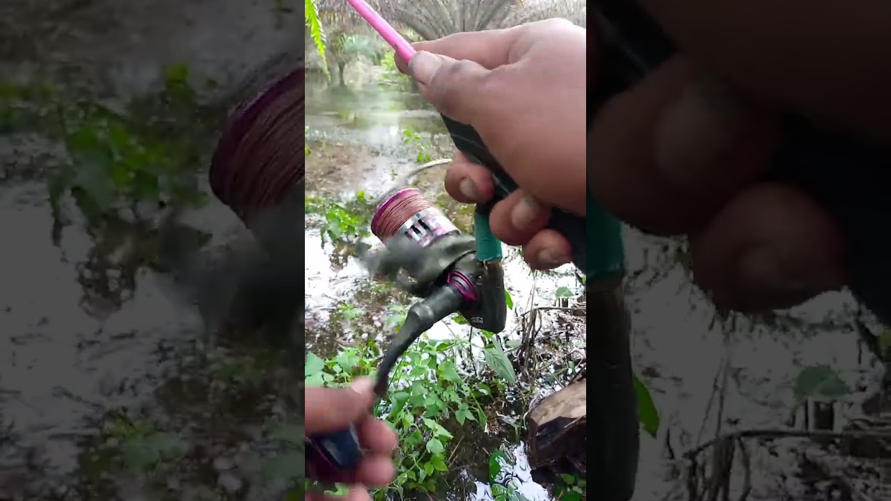 Sletupan kocolan gacor boskque
