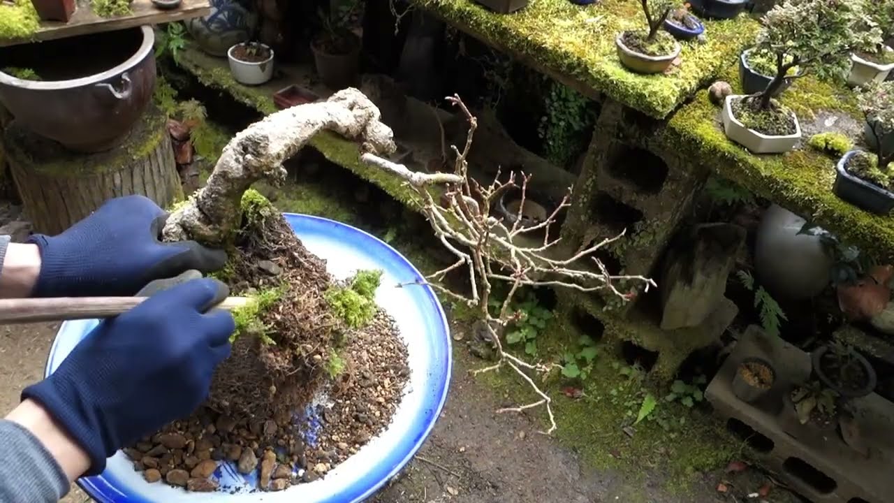 持山から採取して10数年経過した美男カズラの植え替え  ♯401