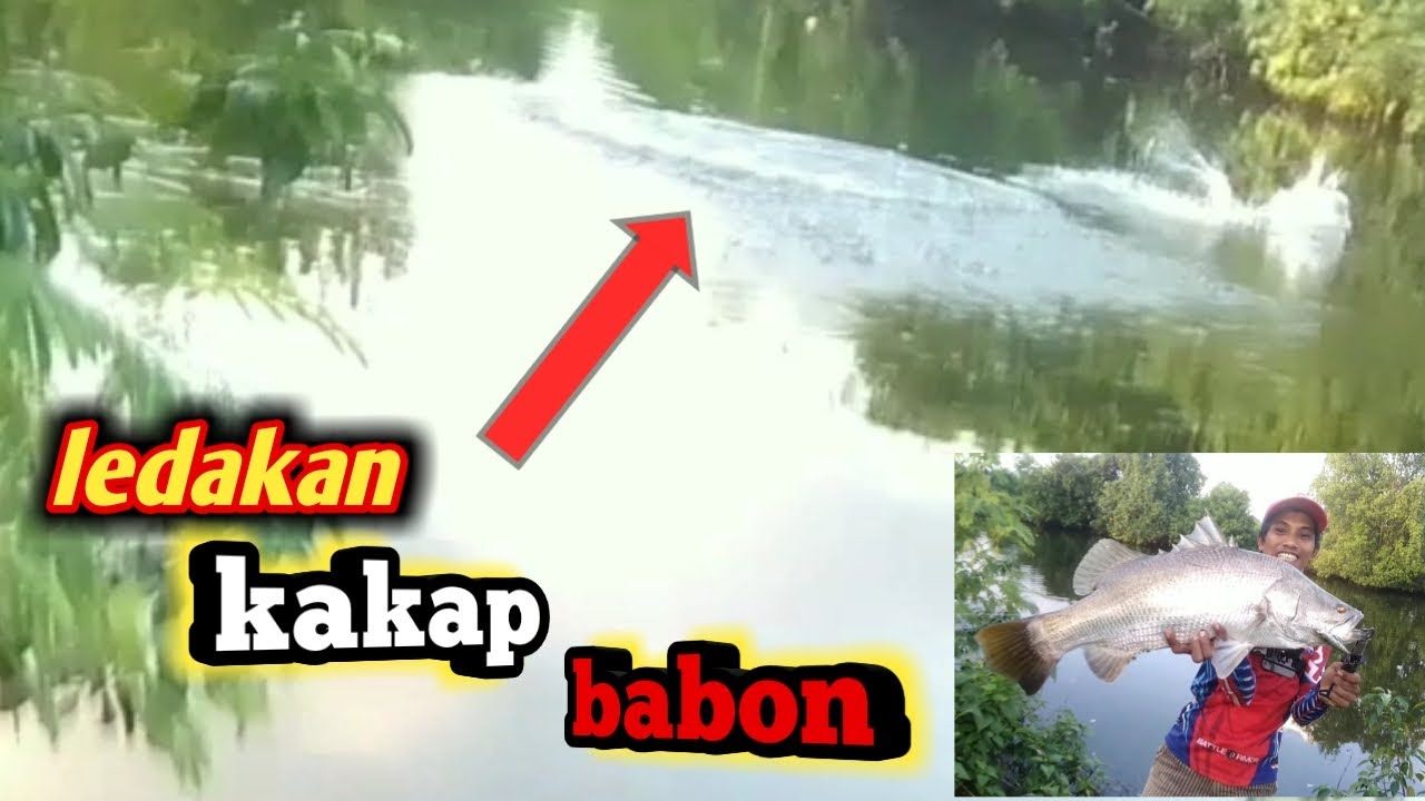 GILAA!!! dahsyatnya ledakan kakap Babon||casting ikan barramundi monster