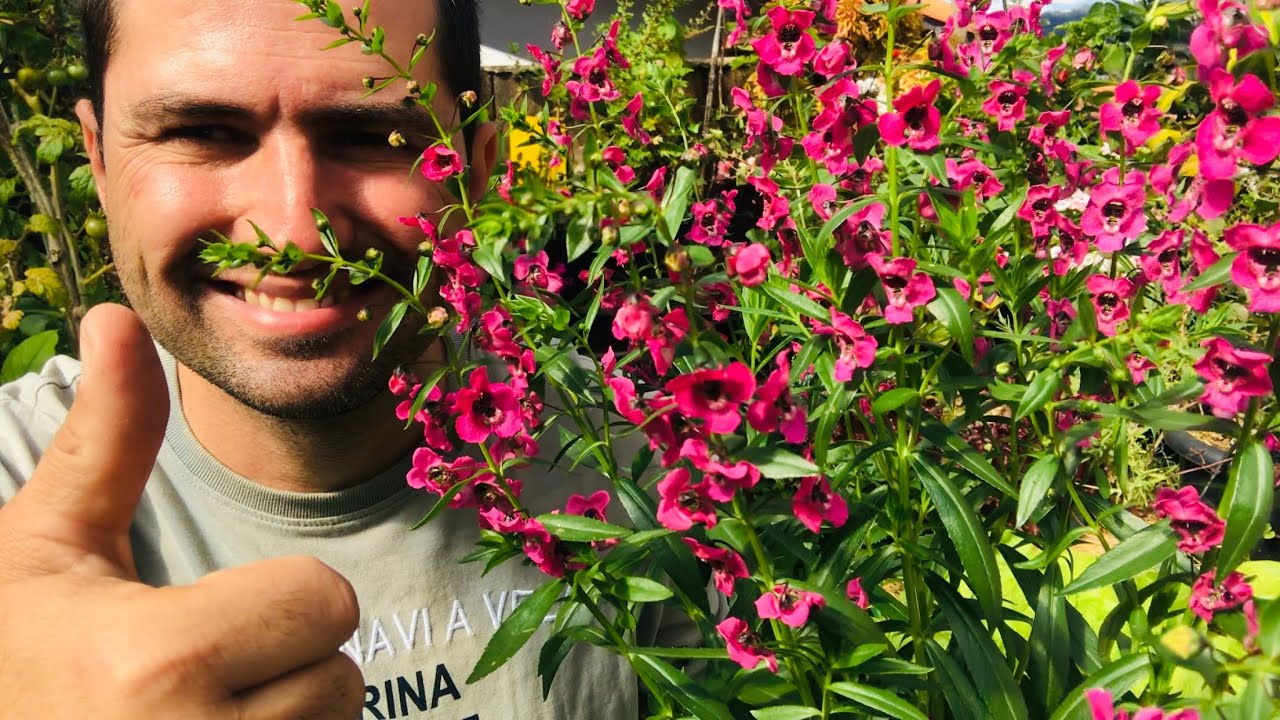ANGELÔNIA A PLANTA BELA QUE VAI AJUDAR A SUA HORTA