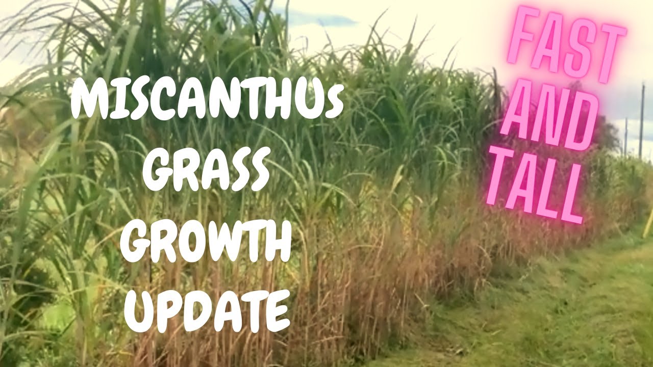How to Grow Miscanthus Giganteus Elephant Grass | Growth Update of Fastest and Tallest Grass