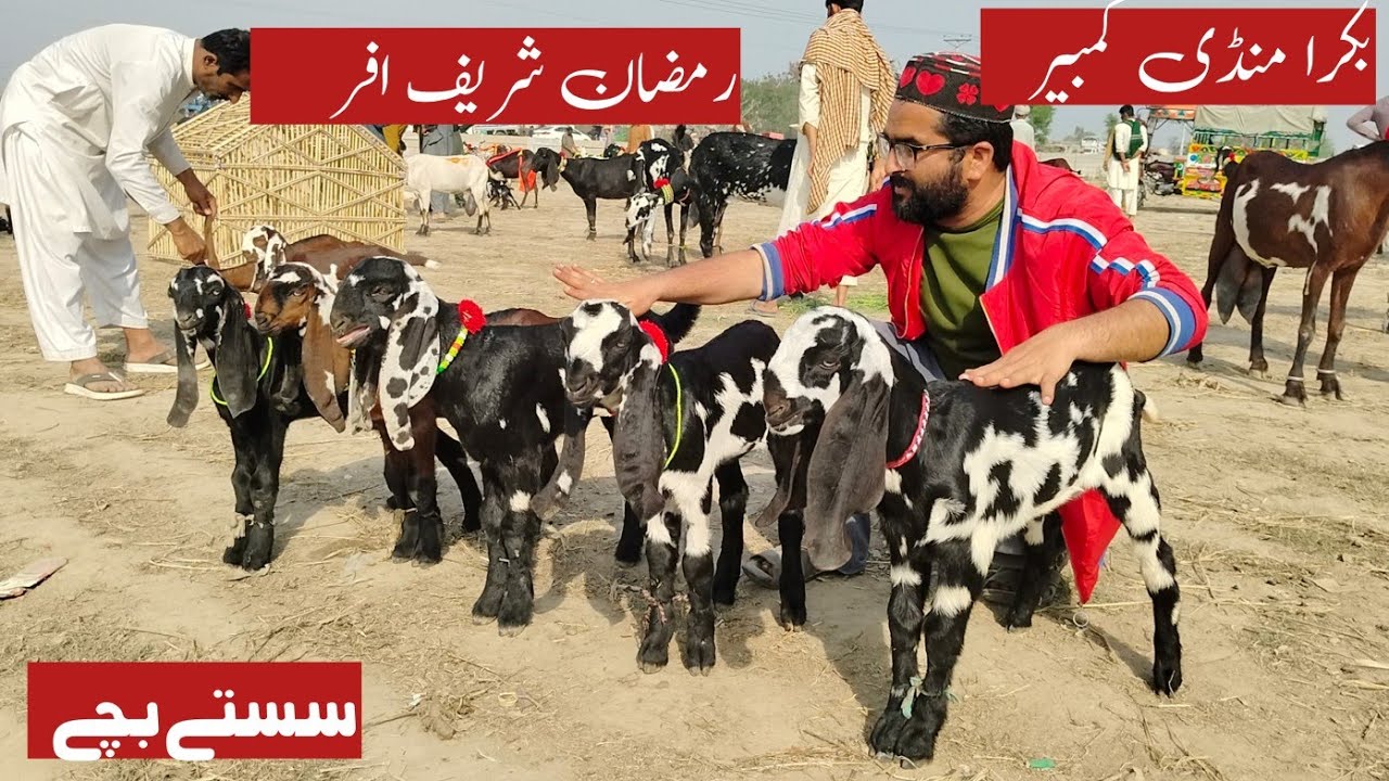 28 February 2026 Bakra Mandi Kabir update Mandi Mein khubsurat a plus quality janwar zafar Bakra TV 