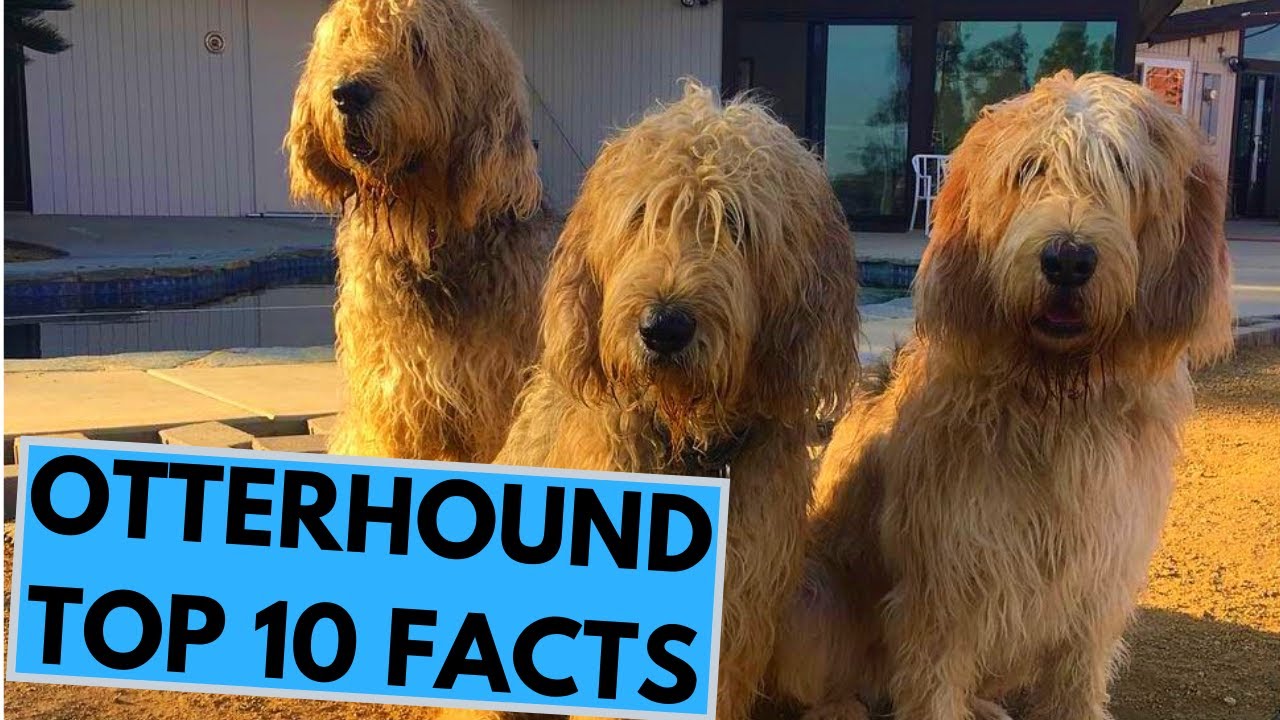 Otterhound - TOP 10 Interesting Facts