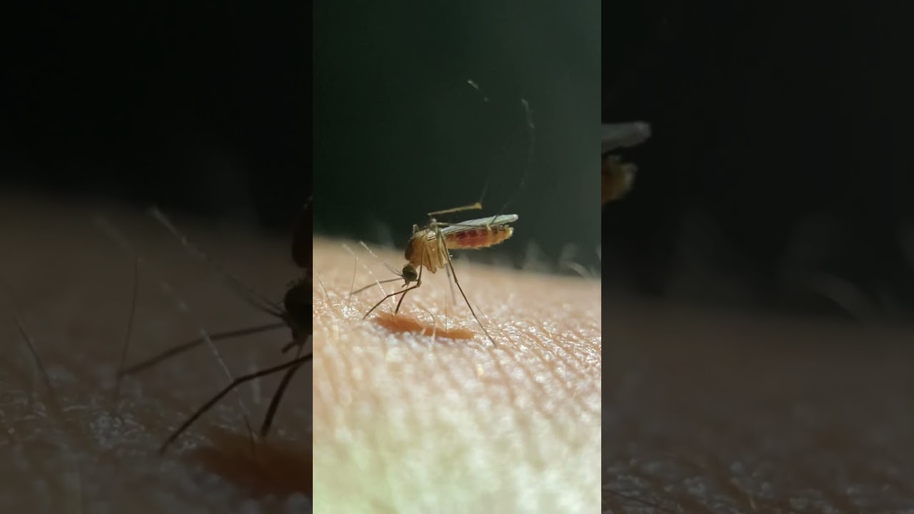 She&rsquo;s a hungry gal... #insects #mosquito #feeding #funny #summer #bugs #humor
