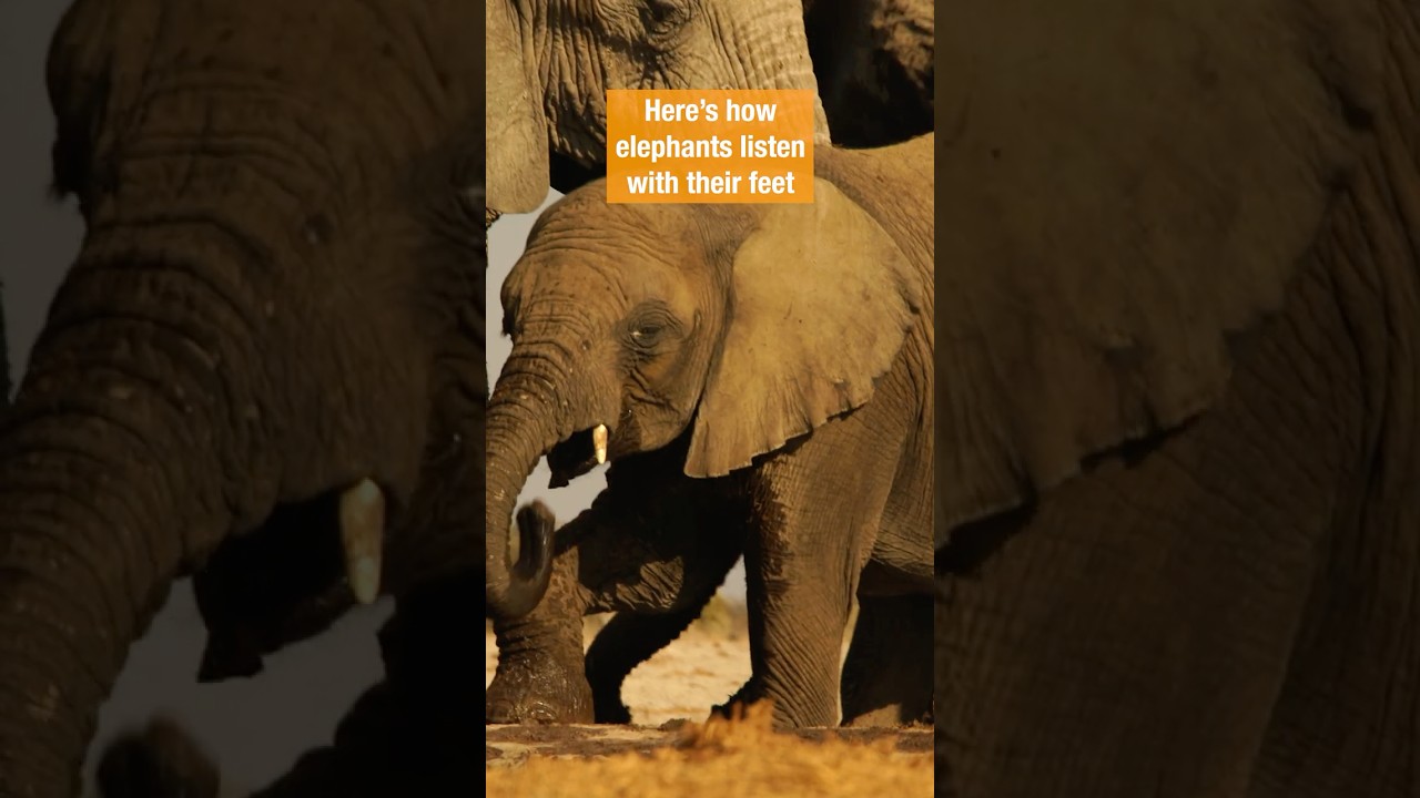 Elephantastic Hearing | #DeepLook #Shorts