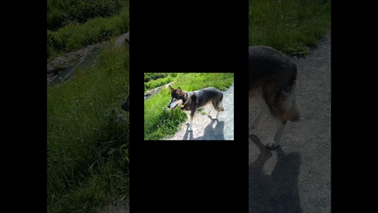 bericht mein hund  2