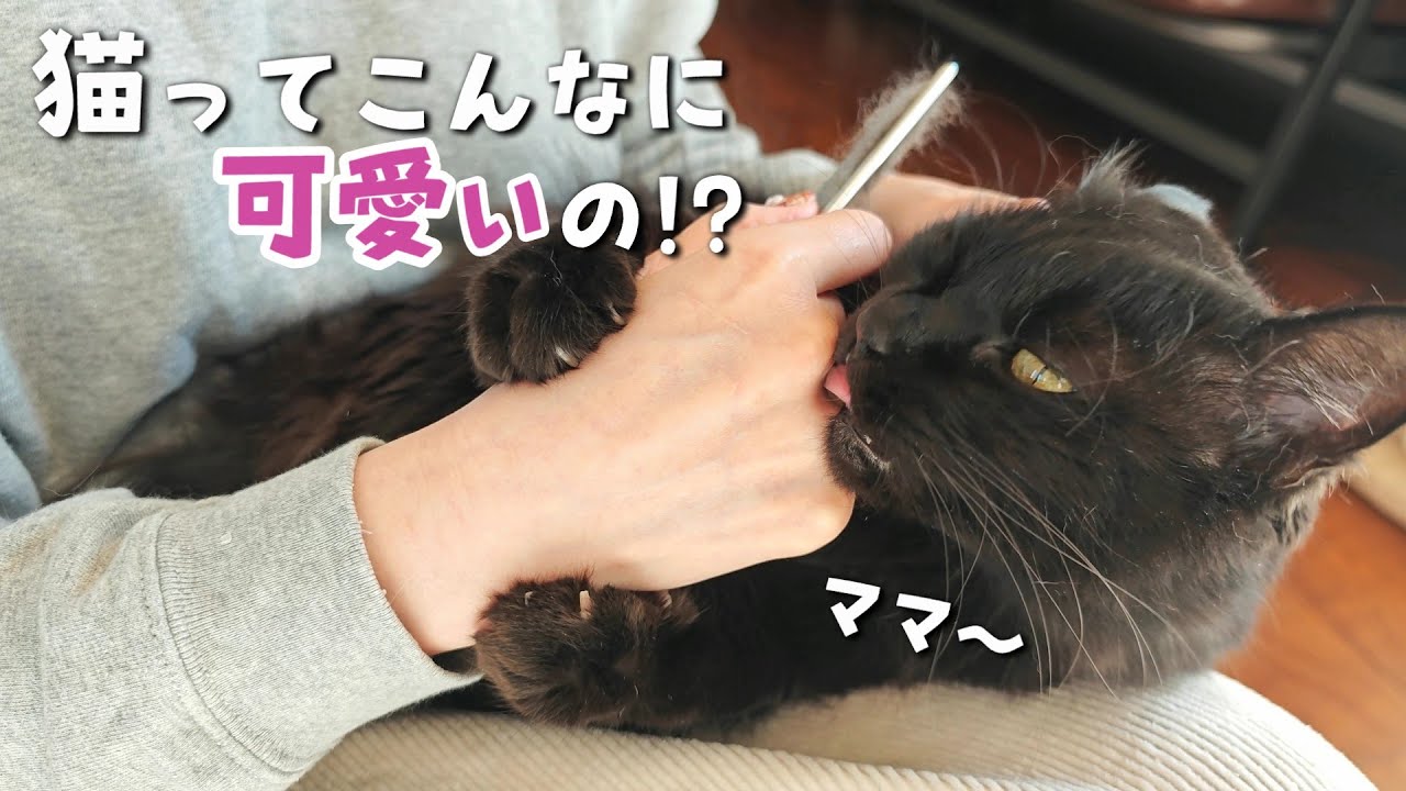 大切に育てられた猫だけが見せる驚きのサイン【苦手な爪切り編】　