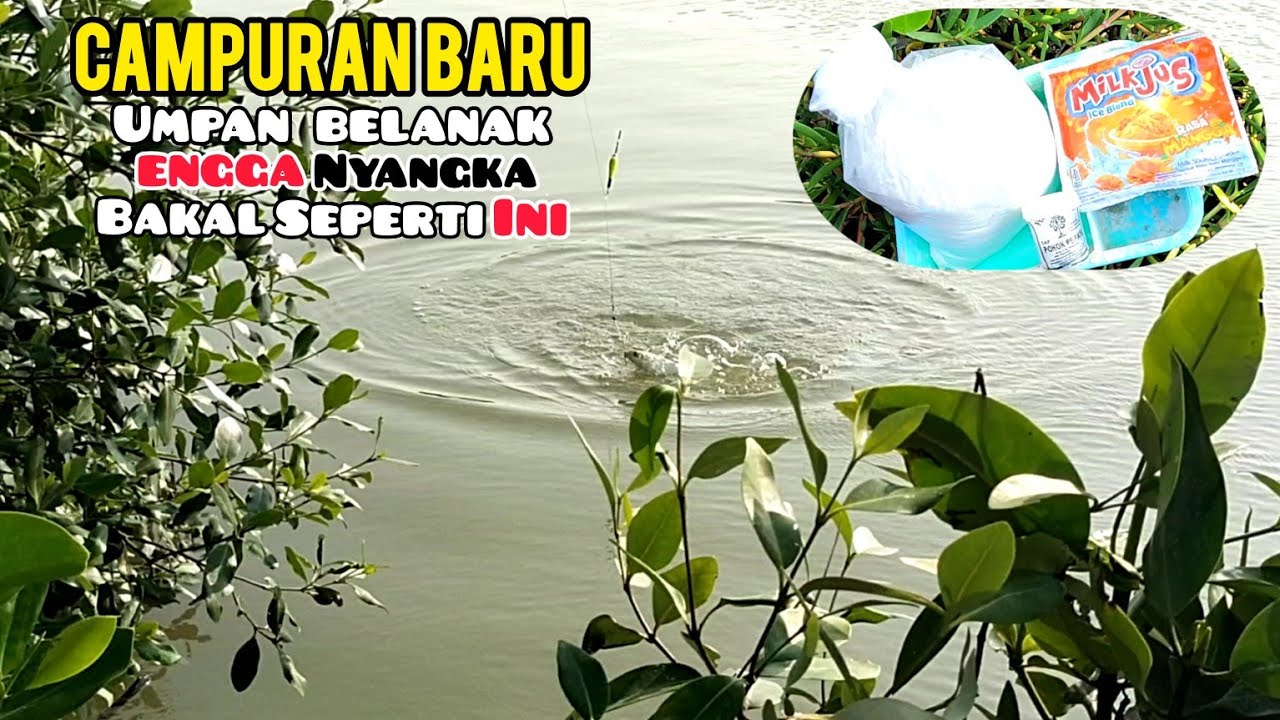 buseeet..!!! campuran umpan baru ini engga nyangka bikin ikan belanak doyan banget