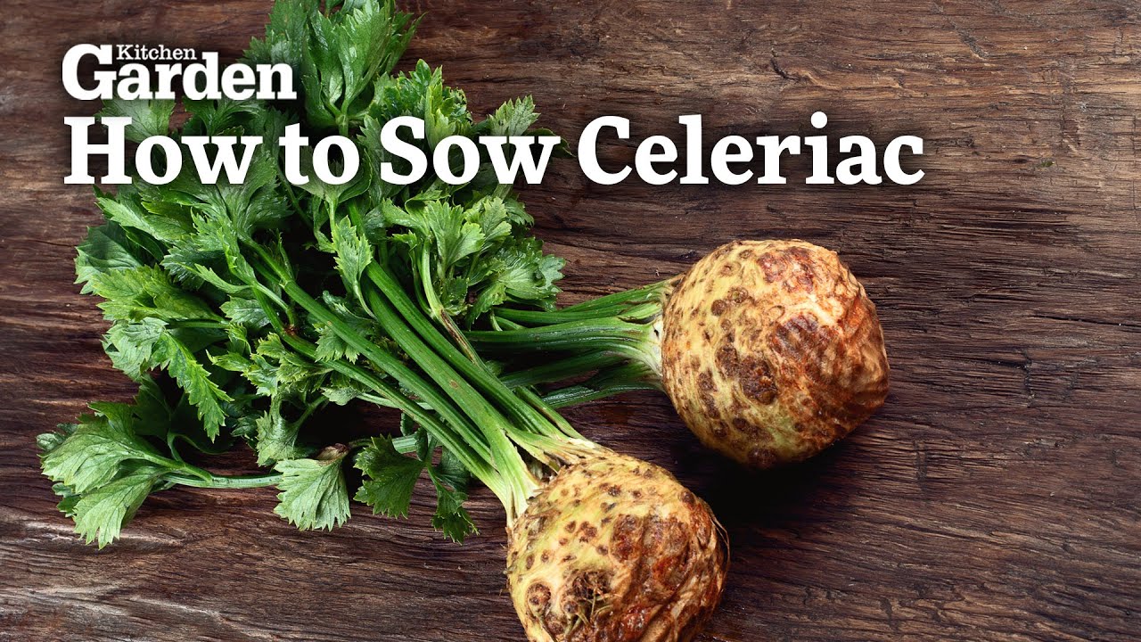 How to Sow Celeriac
