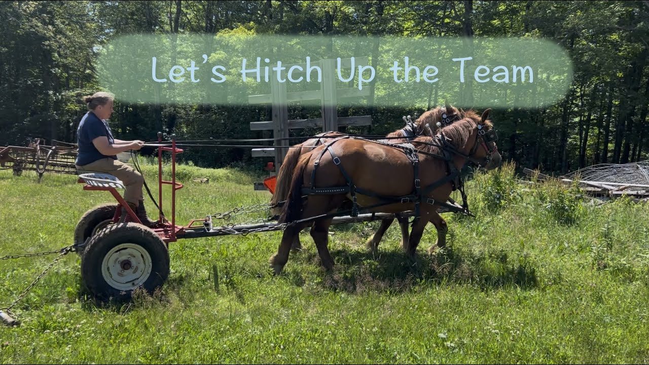 Let's Hitch Up the Team Again