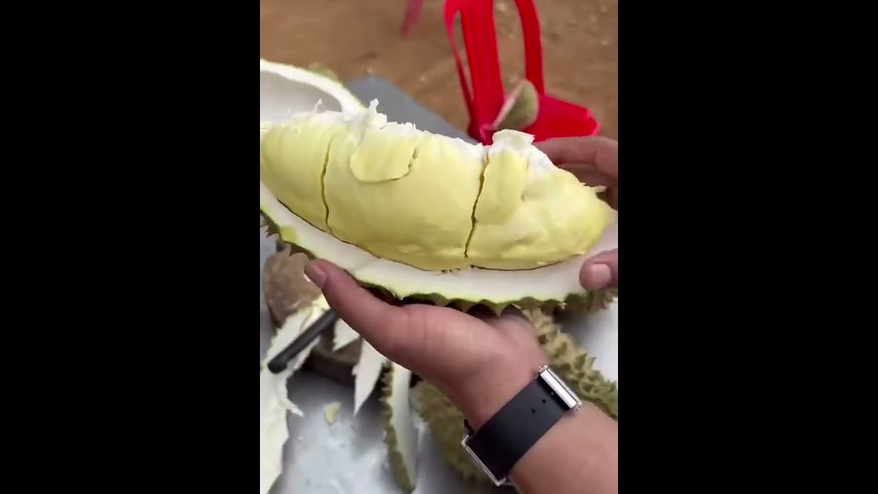 durian monthong fruit with tasty delicious flesh #shorts