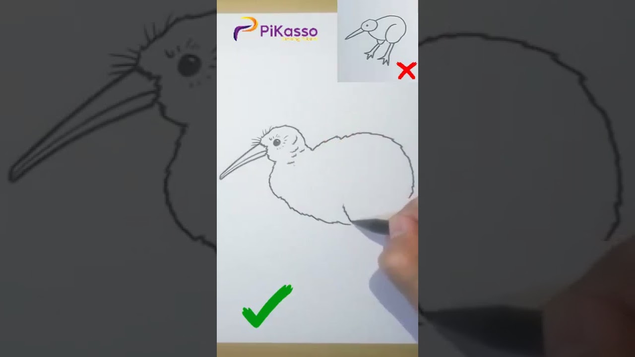 How to Draw a Kiwi Bird in The Right Way