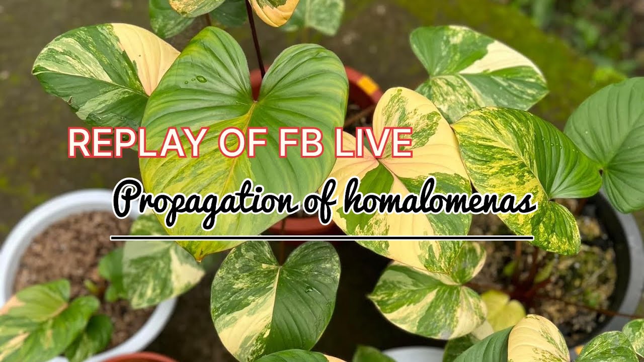 Replay of Facebook Live - Propagation of homalomenas (Nov. 8, 2023)