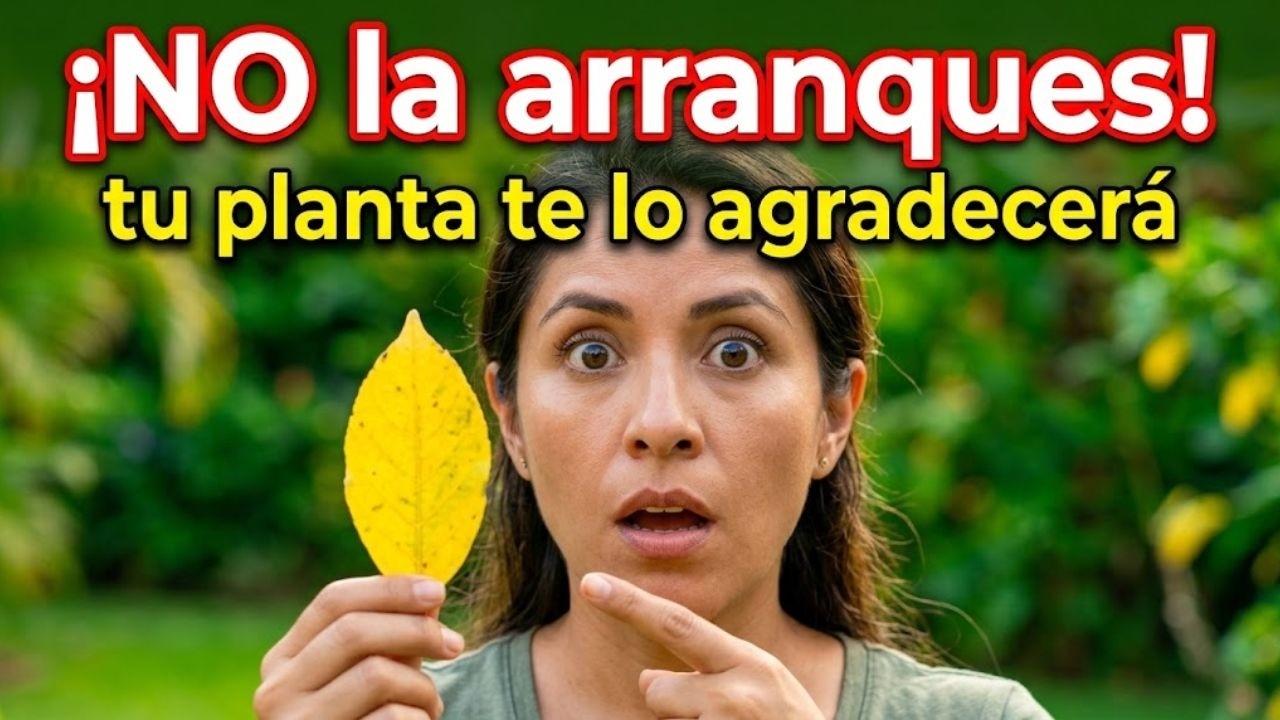 NUNCA arranques las hojas amarillas de tus plantas: El mecanismo de defensa que estás destruyendo