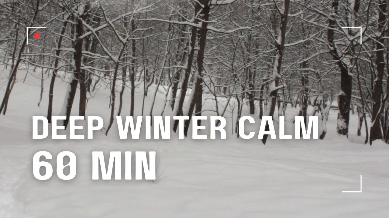 Deep Winter Calm | 60 Minutes of Falling Snow & Wind Sounds | Peaceful Winter Park Ambience