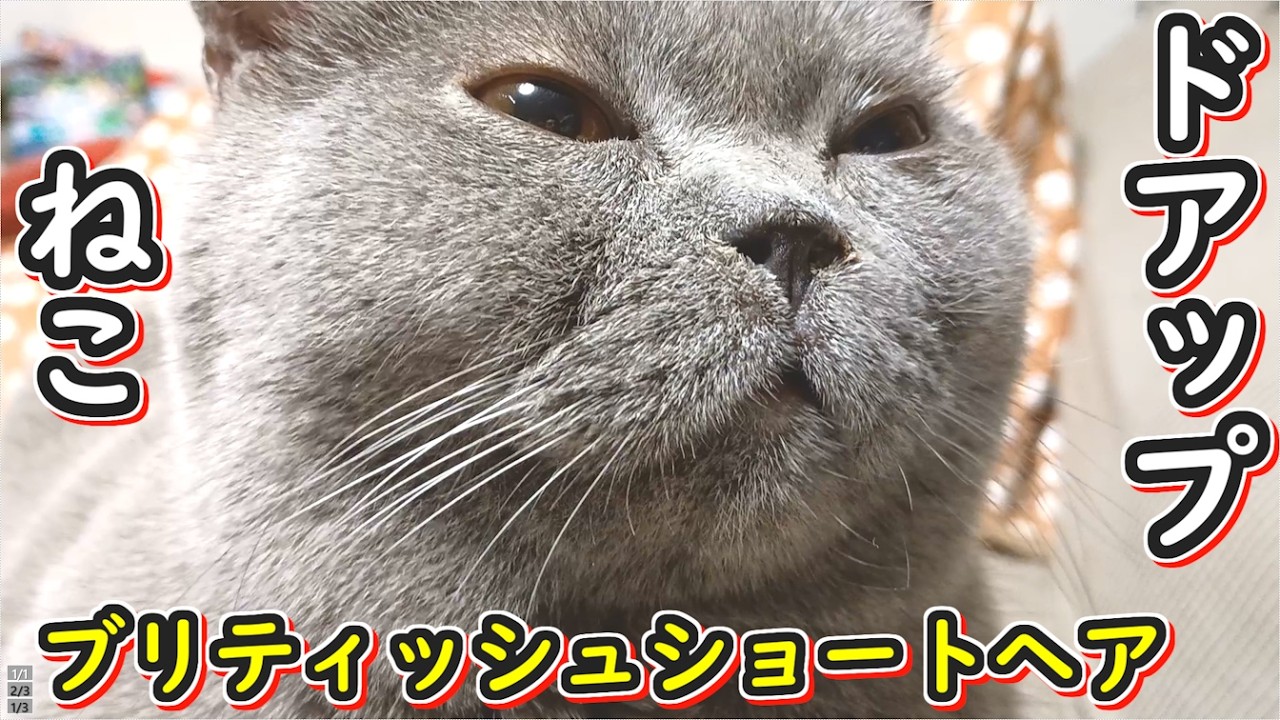 【保護猫】猫をアップで撮影してみた！ブリティシュショートヘア【ねこのいる暮らし】