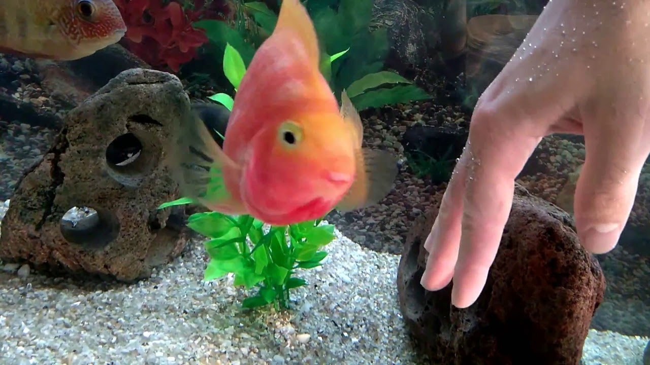 Como criar o peixe Papagaio em um aqu&aacute;rio