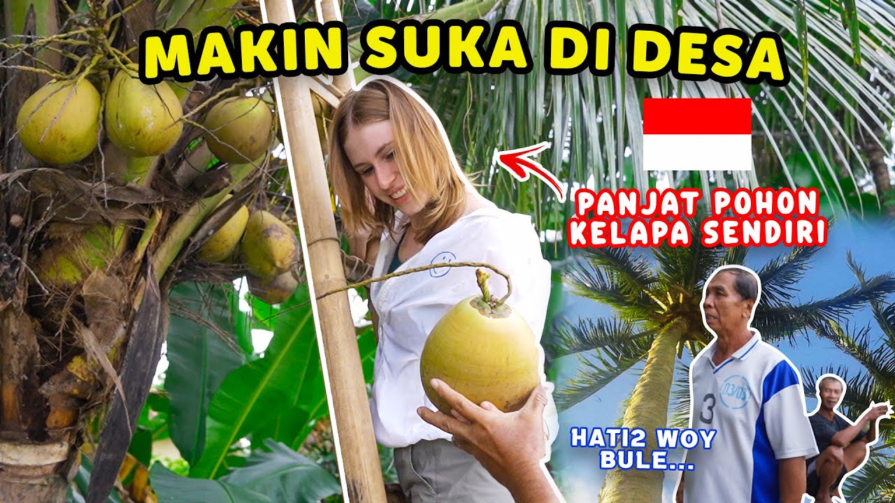 BULE DIJAGA SAMA BAPAK2 DI DESA WAKTU PANJAT POHON KELAPA