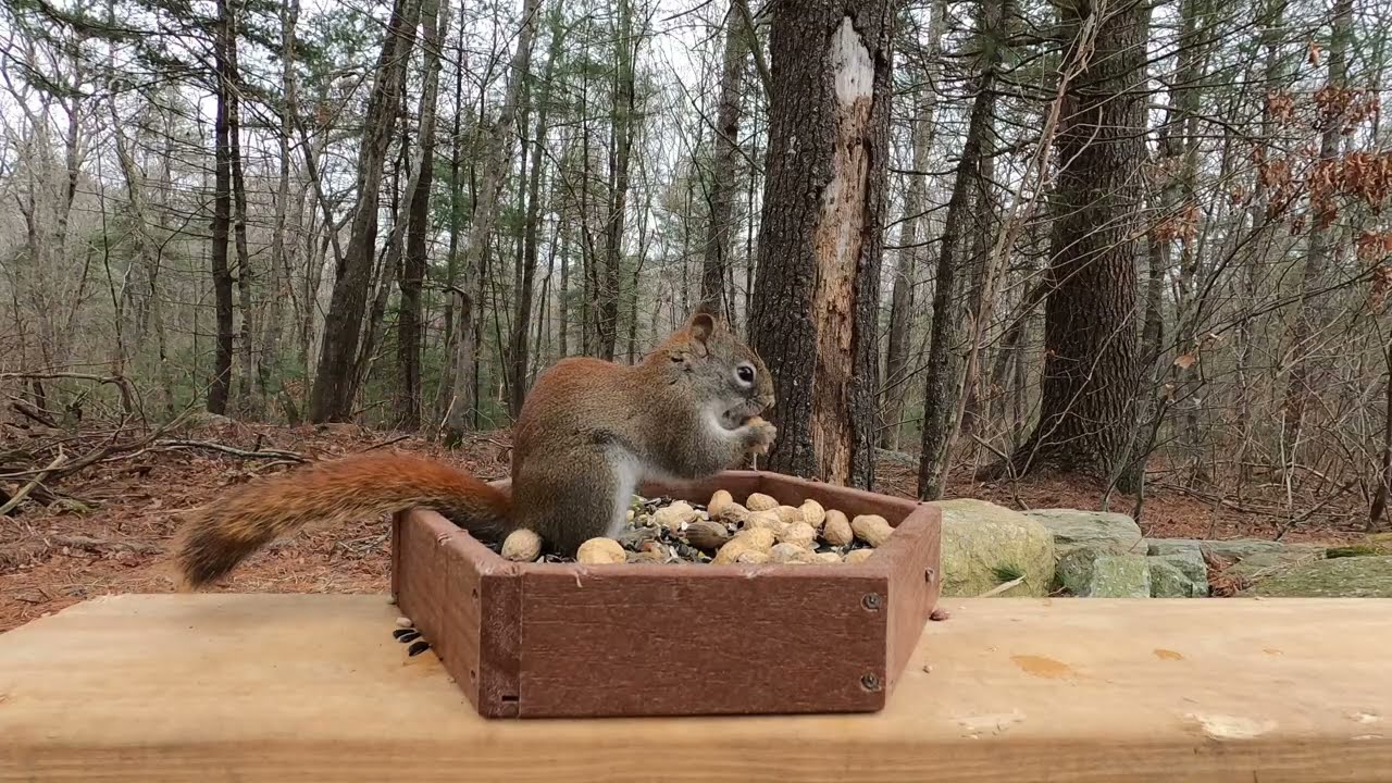 Blue Jays, Squirrels, Little Red
