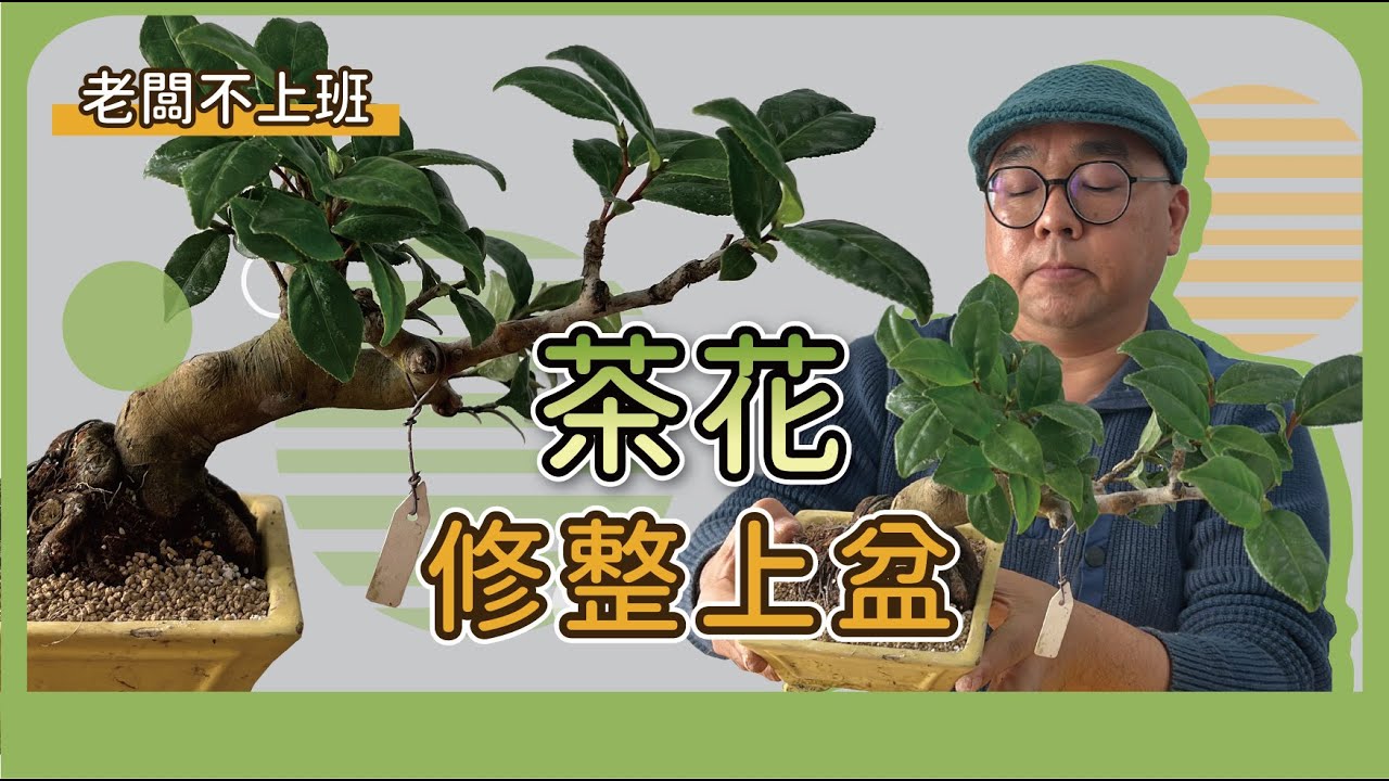 讓茶花新手一次就會的上盆步驟~ #老闆不上班