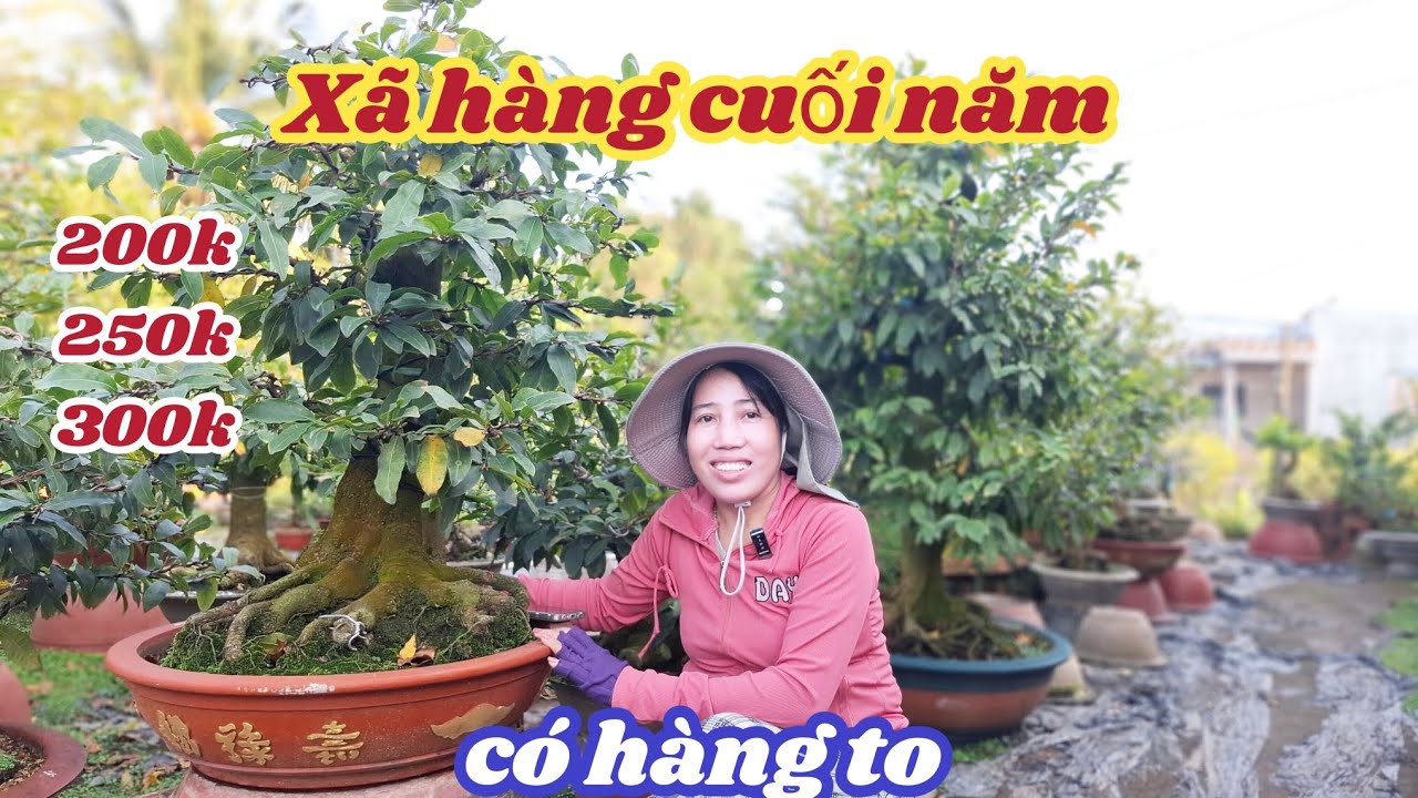 27/01/2026💥Mai vàng chơi tết 2026-siêu bông bình lợi, giảo như ý 200k-250k mai vàng giá rẻ chơi tết 