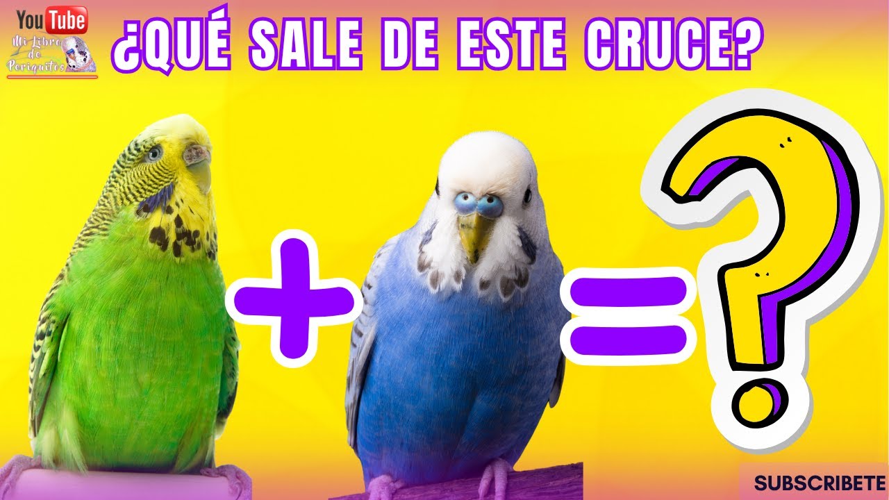 ¿Qué pasa si cruzas un periquito Violeta con uno Verde? ❓ | Resultado real y explicado