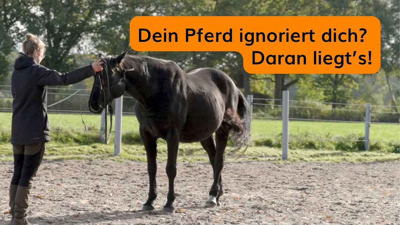 Dein Pferd ignoriert dich? Mein 