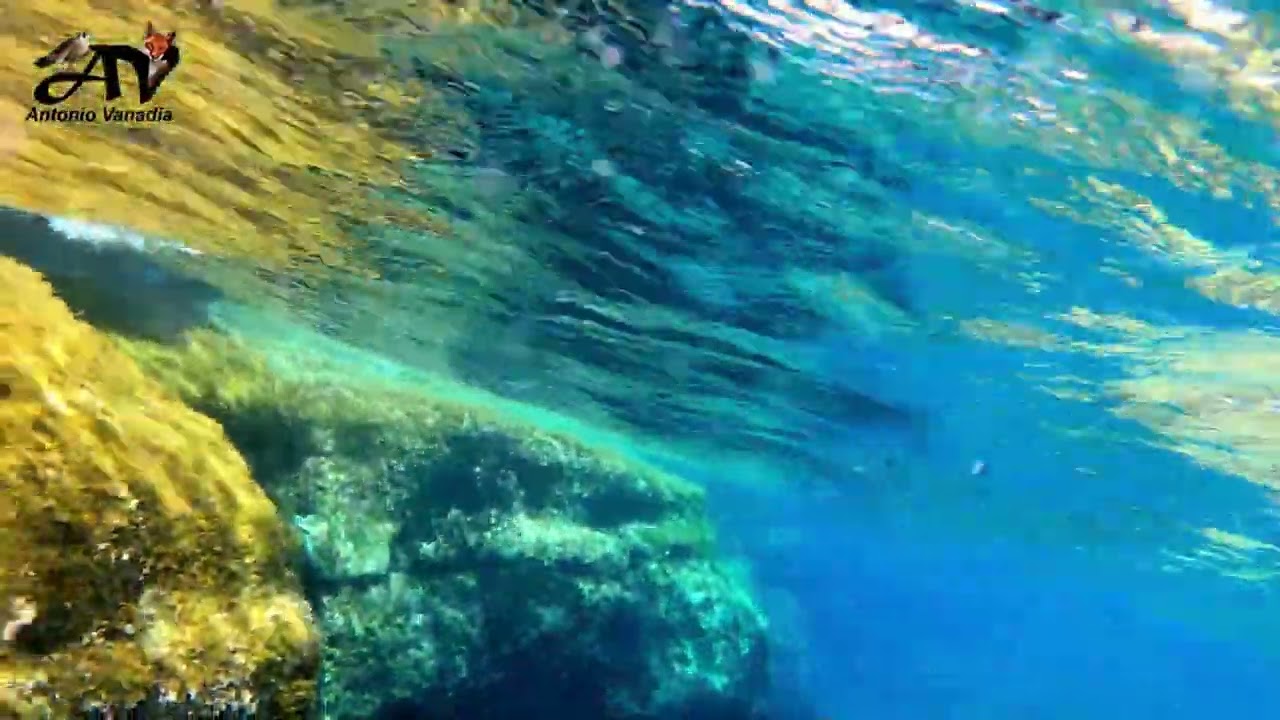 La meraviglia dei fondali di Pantelleria