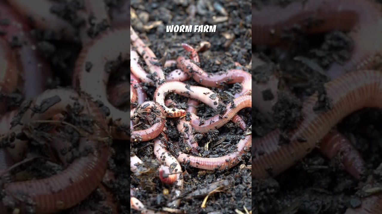 Worm Casting Tea to boost your Garden! #shorts